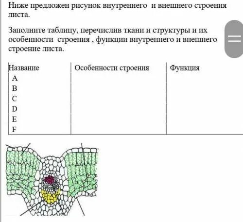 Схема внутреннего строения листа биология 6 класс. 6 Кл биология внутреннее строение листа. Внутреннее строение листа таблица. Структура листа 6 класс биология.