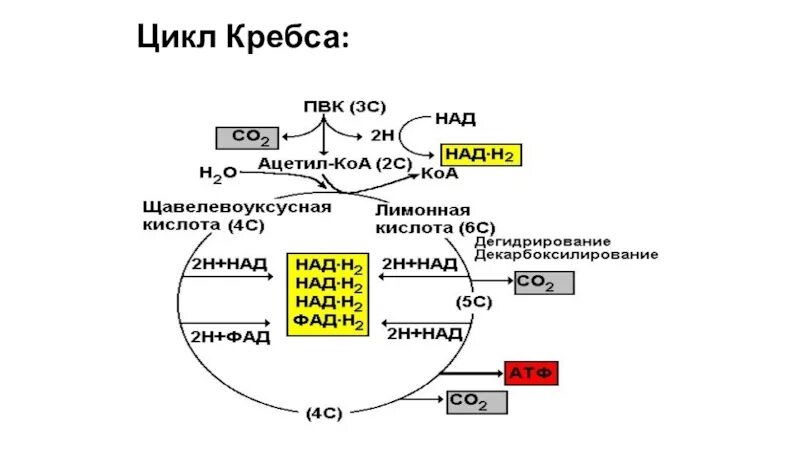 Атф используется для протекания процесса. Цикл кребса молекулы атф. цикл кребса пировиноградная кислота. цикл кребса схема биохимия. цикл кребса схема простая.