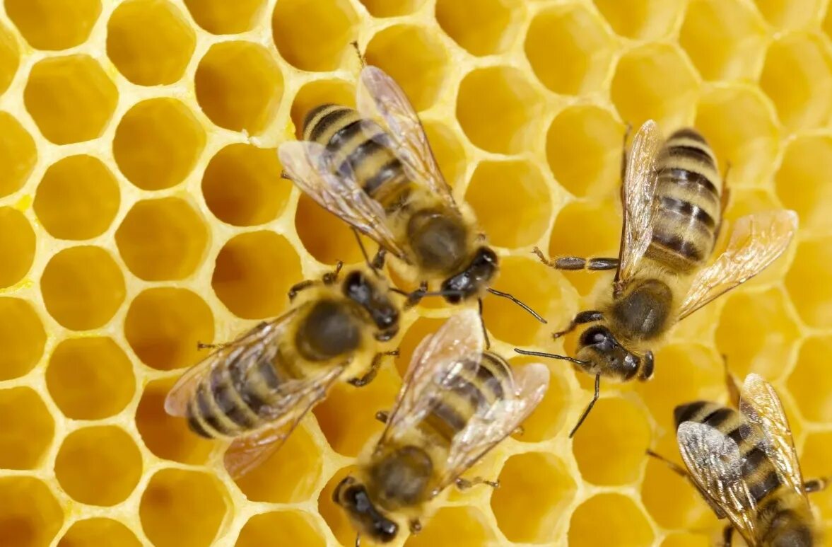 Жизнь домашних пчел. Пчела. Домашняя пчела. Соты пчелиные. Фотография пчелы.
