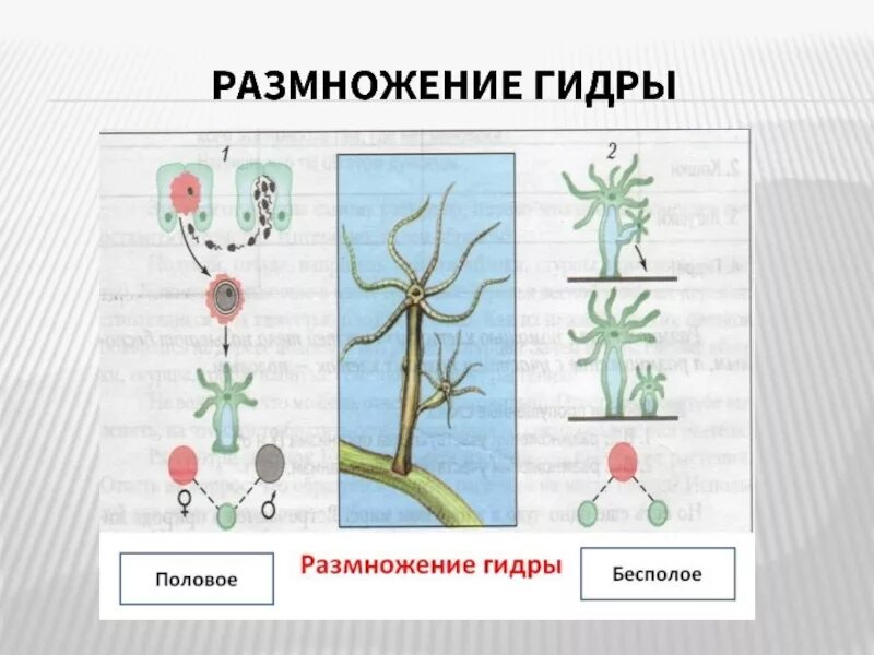 Установите основные параметры тела гидры симметрия. Бесполое размножение гидры. гидра биология размножение бесполое. размножение гидры схема. вегетативное размножение гидры.