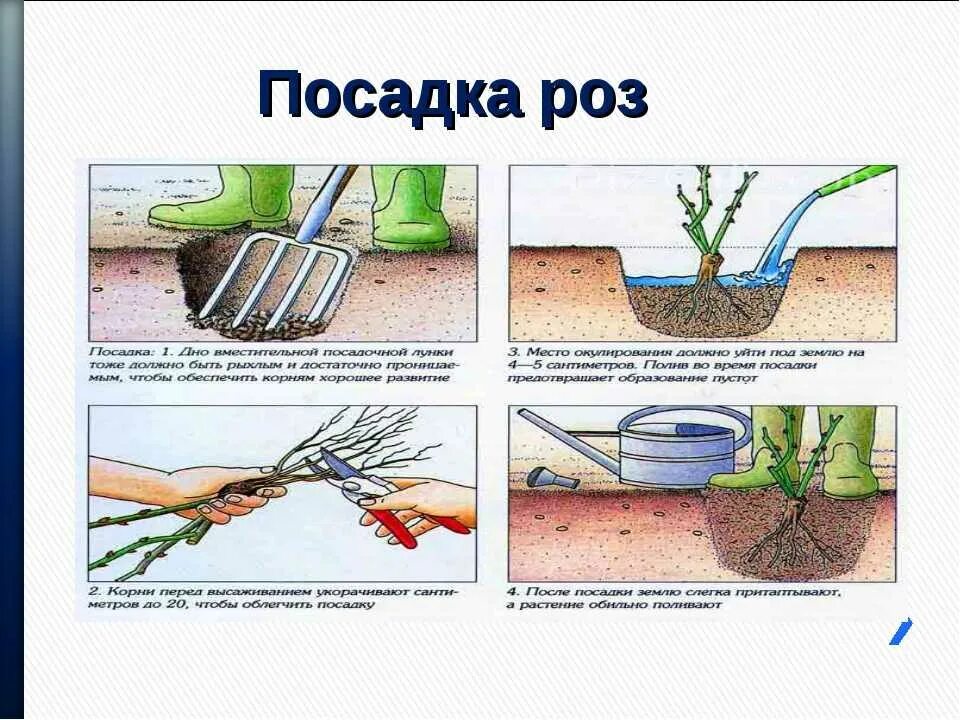 Посадка роз весной в открытый. Посадка роз весной в открытый грунт. Посадка кустовой розы в открытый грунт весной. Как правильно сажать розы весной в открытый грунт. Посадка розы весной в открытый грунт с закрытой корневой системой.