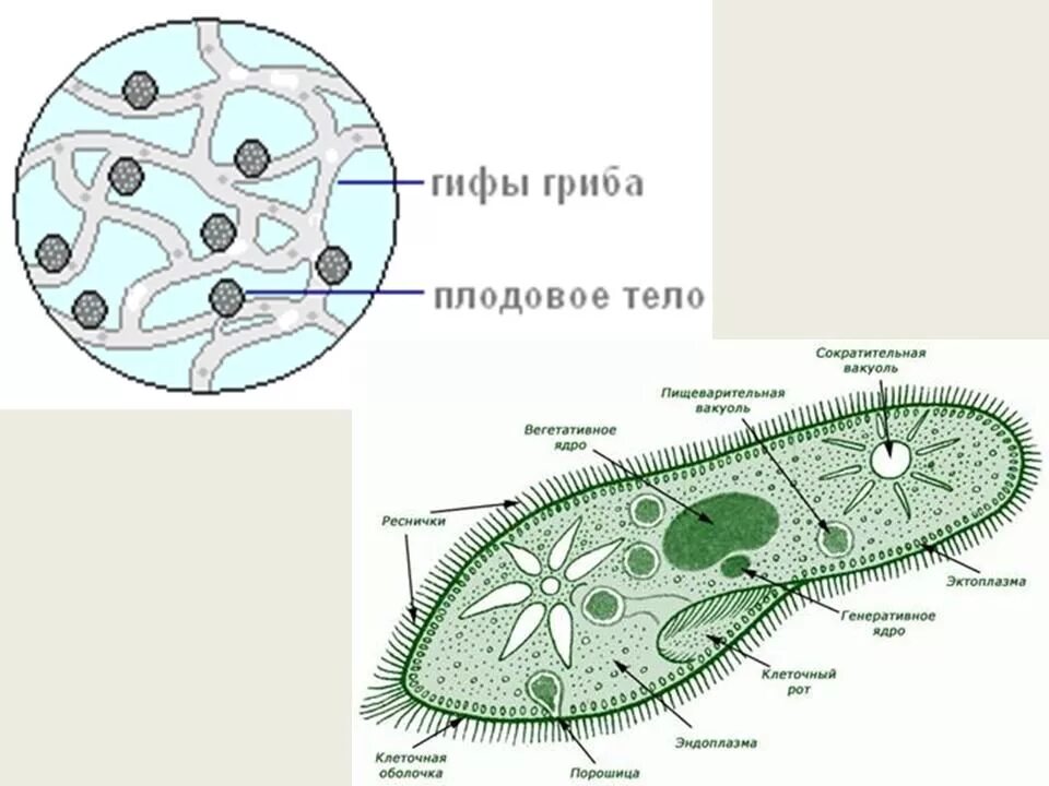 Клетки имеющие два ядра