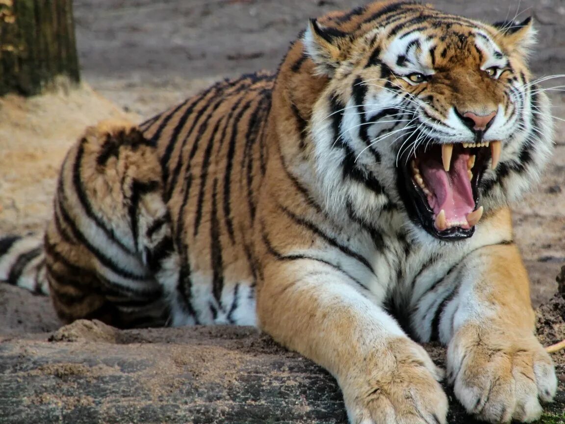 X in cat tiger