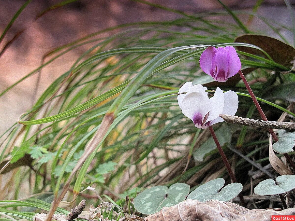 цикламен кавказский красная книга. цикламен первоцветные. цикламен кавказский красная книга краснодарского края. цикламен кавказский красная книга. цикламен кавказский красная книга.