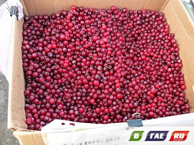 Сколько килограмм клюквы. Вес 1л клюквы. Ттк морс клюквенный на 1 литр воды. Сколько килограмм клюквы. Продажа клюквы.