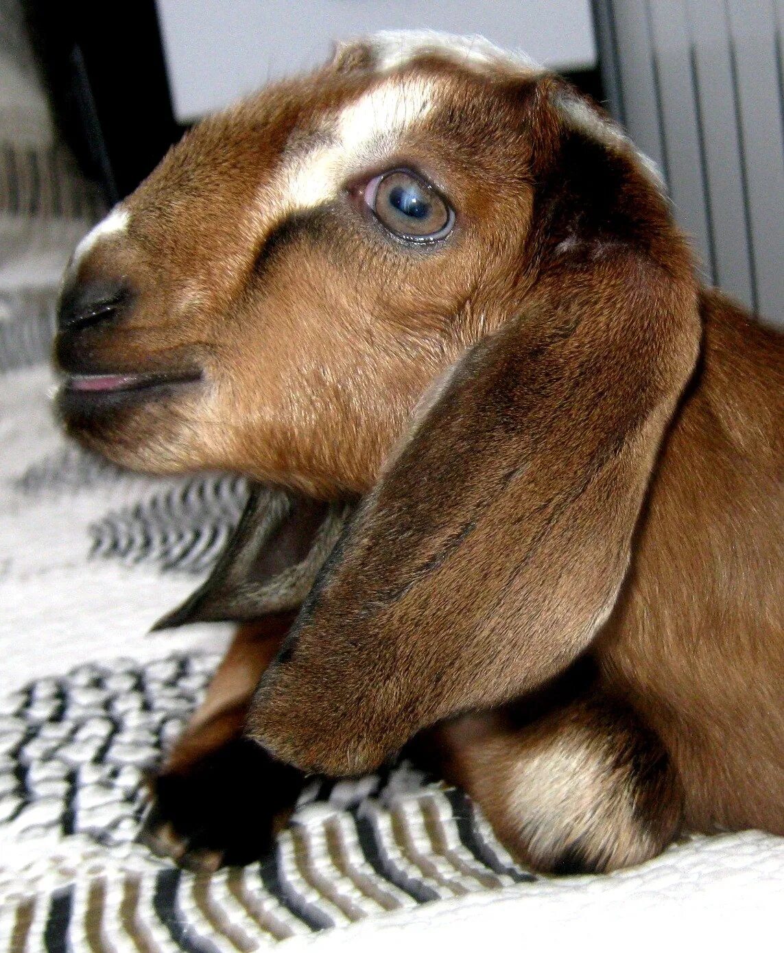 Ушами порода козы. Длинноухие козы порода. Нубийские козы с длинными ушами. Ушастые козы. Козлята с длинными ушами.