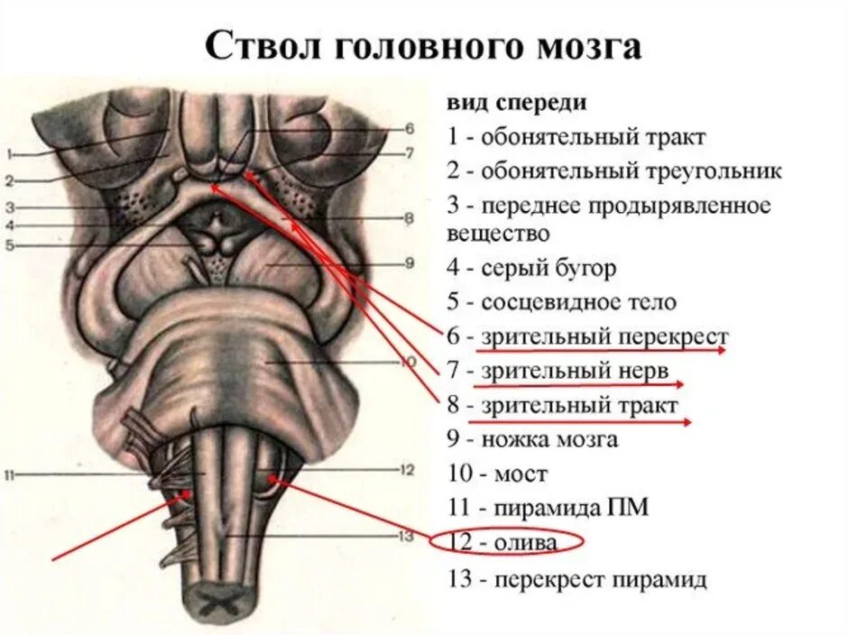 Ствол головного мозга вид спереди. Ствол мозга схема вид спереди. Ствол мозга строение анатомия. Строение ствола головного мозга человека анатомия. В ствол головного мозга входят отделы