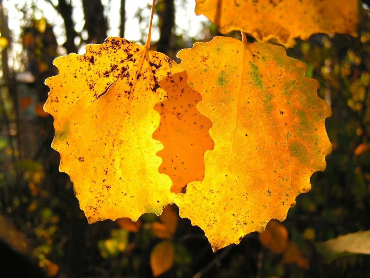 Листья тополя осенью. Листья осины осенью. Тополь осинообразный лист. Тополь дельтовидный цвет листьев. Осинка листья осенью