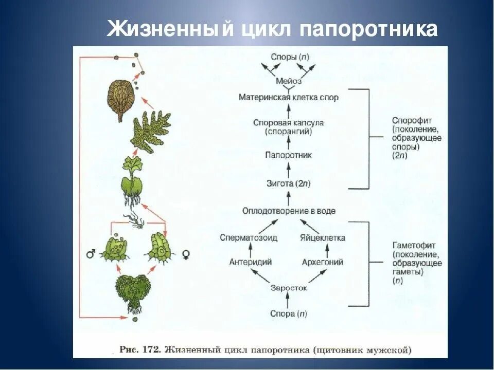 Жизненные циклы растений гаметофит и спорофит. Жизненный цикл папоротниковидных растений схема. жизненный цикл папоротника схема спорофит. цикл размножения папоротников схема. цикл развития папоротника схема.