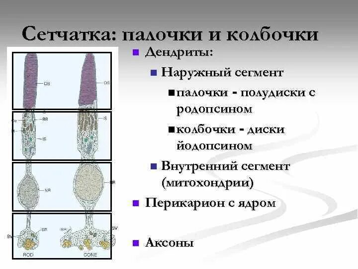 Колбочки клетки строение. Палочки и колбочки это дендриты. Сегменты палочек и колбочек. Строение палочек и колбочек гистология.