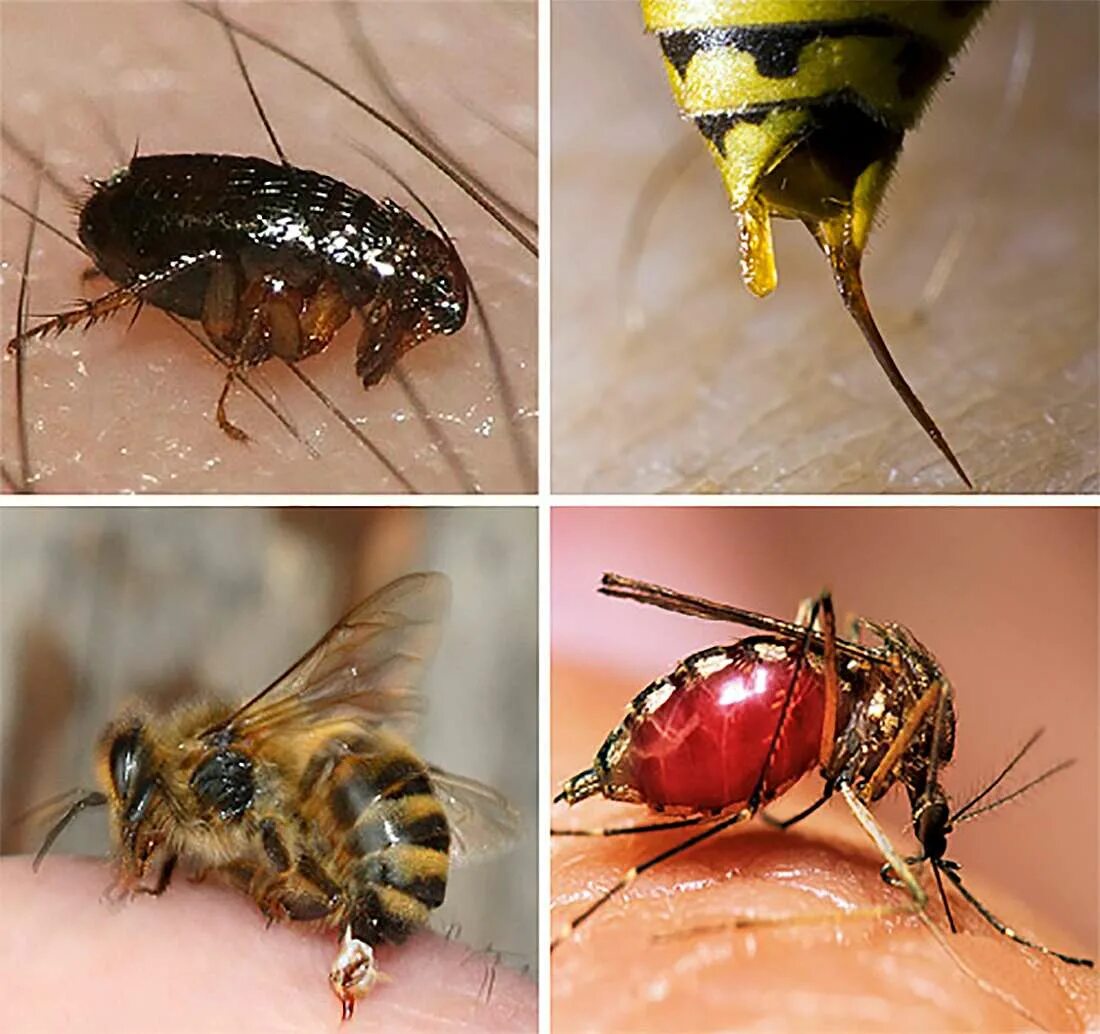 Народные средства при укусе насекомых. Шмель пчела Оса Шершень укусы. Шершень Шмель и трутень. Насекомые которые кусаются.