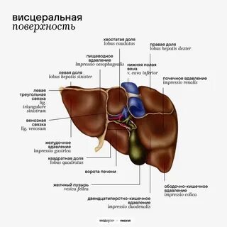 Ворота печени дифференцированы