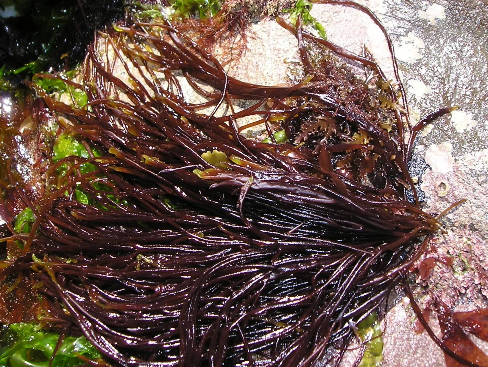 Темные водоросли. Scytosiphon lomentaria. Сцитосифон водоросли. Сцитосифон водоросли черного моря. Энтероморфа водоросль.