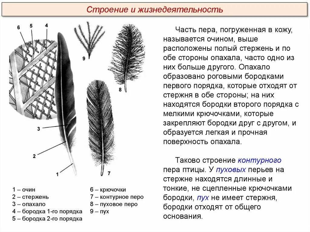 Сходства и различия контурного и пухового. Пуховое перо птицы строение. Строение опахала пера птицы. Строение пух пера у птиц. Пуховое перо и его строение биология.