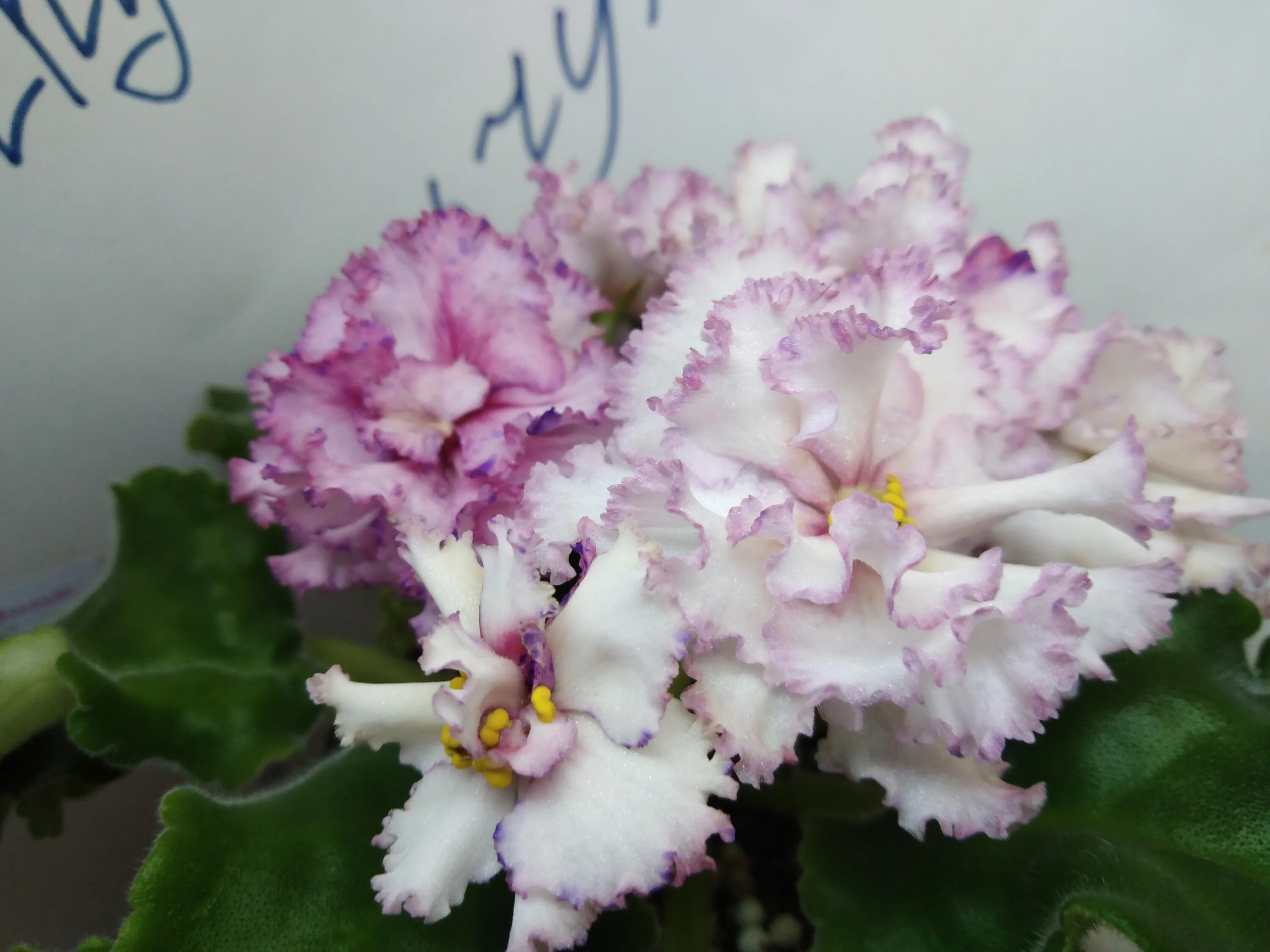 См-зефир (морев). Фиалка сорт зефир. Сенполия морев-зефир. Фиалка жемчужный зефир. Фиалка зефирка морев.