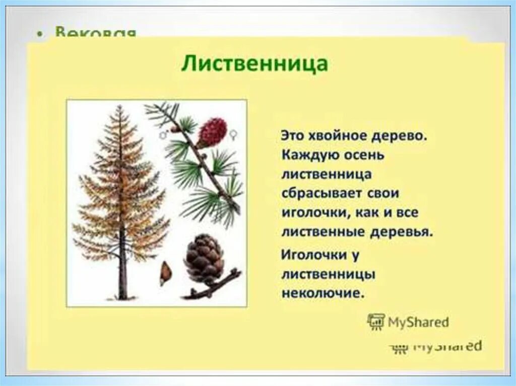 Почему ель относят к хвойным. Лиственница это хвойное или лиственное. Дерево лиственница это хвойное или лиственное дерево. Хвоинки лиственницы. Дерево лиственница с хвоинкой.