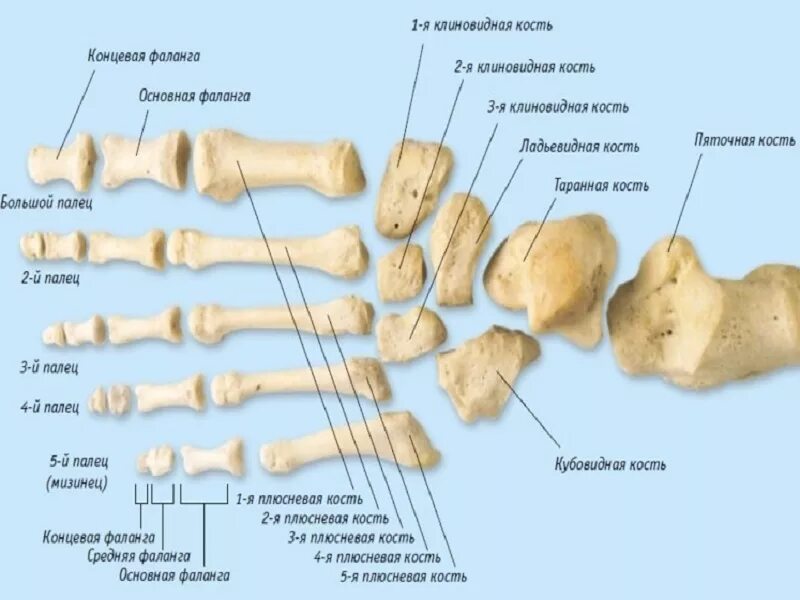 Фаланги стопы. Анатомия дистальная фаланга 1 пальца стопы. Кубовидная кость стопы анатомия. Строение фаланги пальца стопы. Плюсневая кость стопы анатомия.