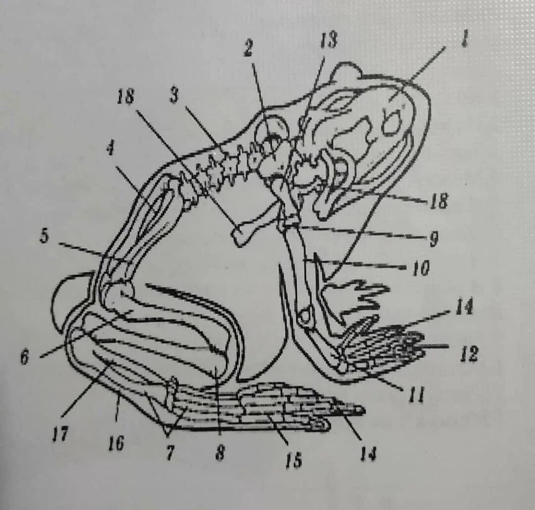 Строение лягушки скелет. Пищеварительная система лягушки. органы лягушек скелет. скелетное строение лягушки. лягушка биология внутреннее строение.