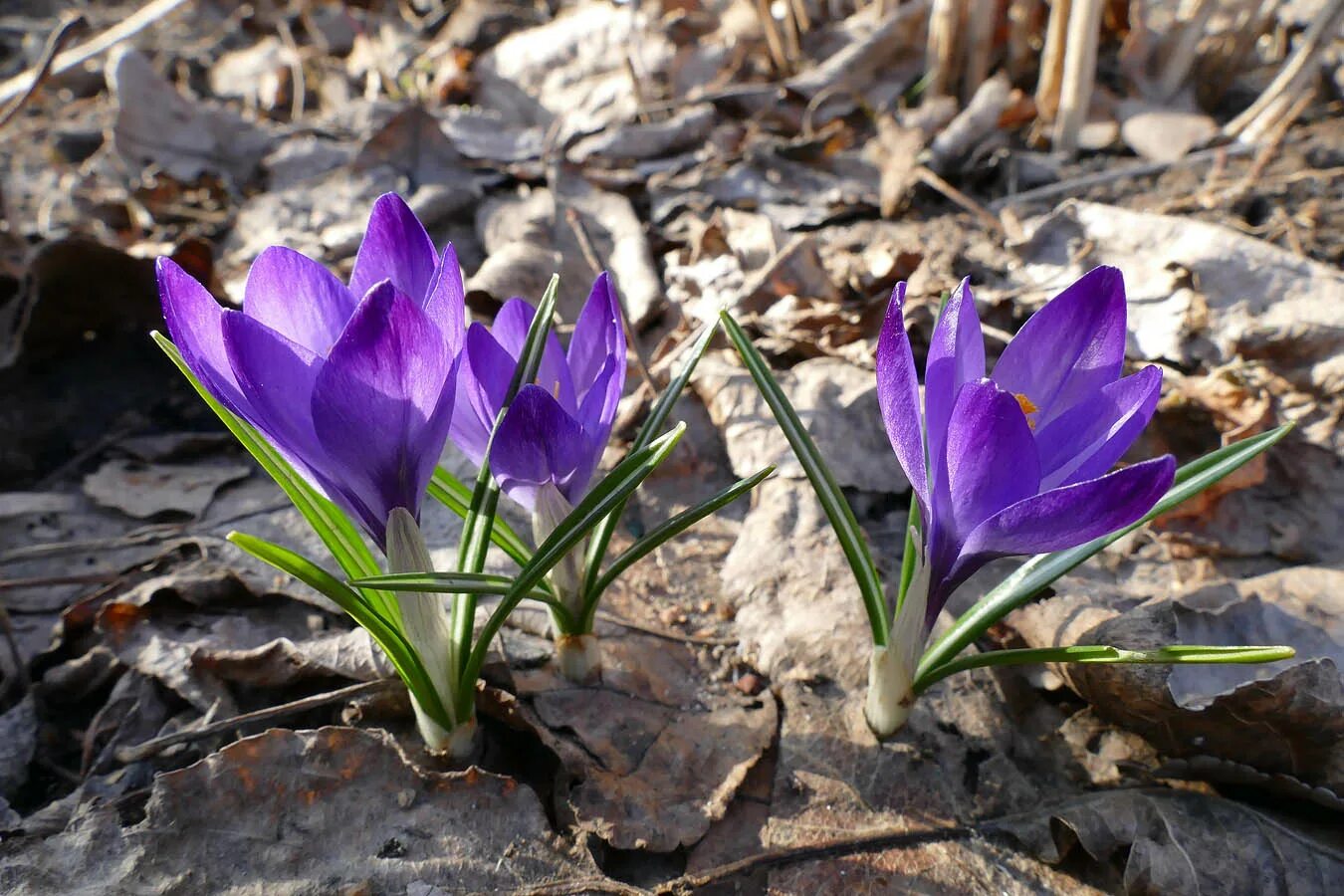 Какой сегодня крокус. Crocus vernus. Шафран Crocus, Крокус весенний Crocus vernus. Крокус Vanguard. Крокус весенний корень.