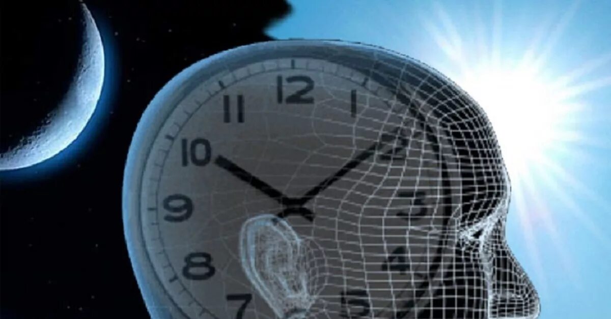 10 часов биологии. Часы Биоритм. Циркадные часы. Человек с часами. Биологические часы иллюстрация.