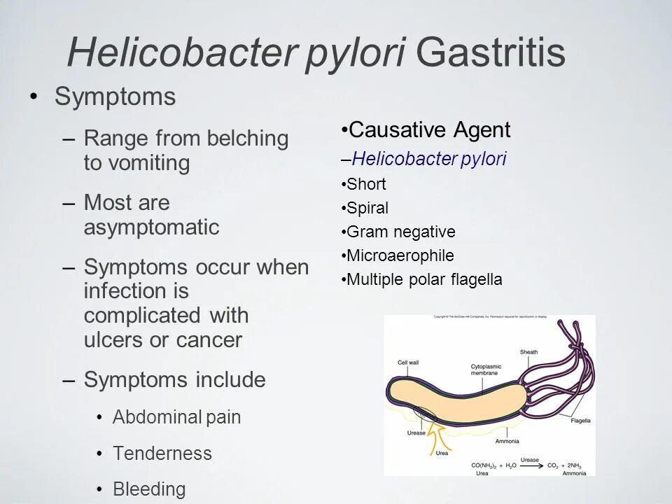 Хеликобактер пилори погибает. Хеликобактер пилори систематика. Хеликобактер пилори симптомы.