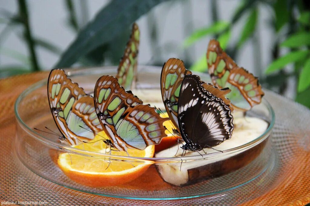 Тропические бабочки. Кормление бабочек. Еда для бабочек. Бабочки в тропиках. Чем питаются бабочки в домашних