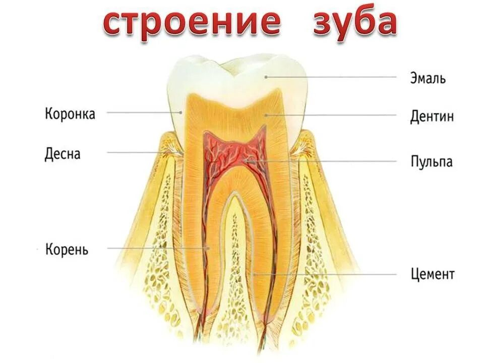 Зуб эмаль дентин пульпа. Строение зуба эмаль дентин цемент. Строение зуба эмаль дентин цемент анатомия. Строение дентина и пульпы зуба. Где находится десна