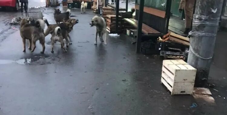 Нападение г. Бродячие собаки Таганрог. Напала собака в Батайске бродячие. Бездомные животные в Таганроге. Стая собак напали на женщину Россия.
