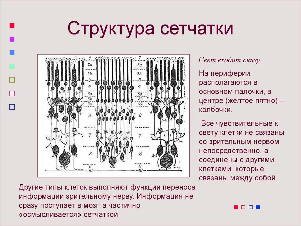 Функциональный центр сетчатки. Структурно-функциональная организация сетчатки. структура сетчатки. строение сетчатки. в состав сетчатки входят.