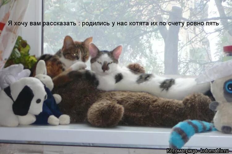 родились у нас котята их. вы послушайте ребята я хочу вам рассказать. родились у нас котята их по счету. родились у нас котята их по счету ровно пять.