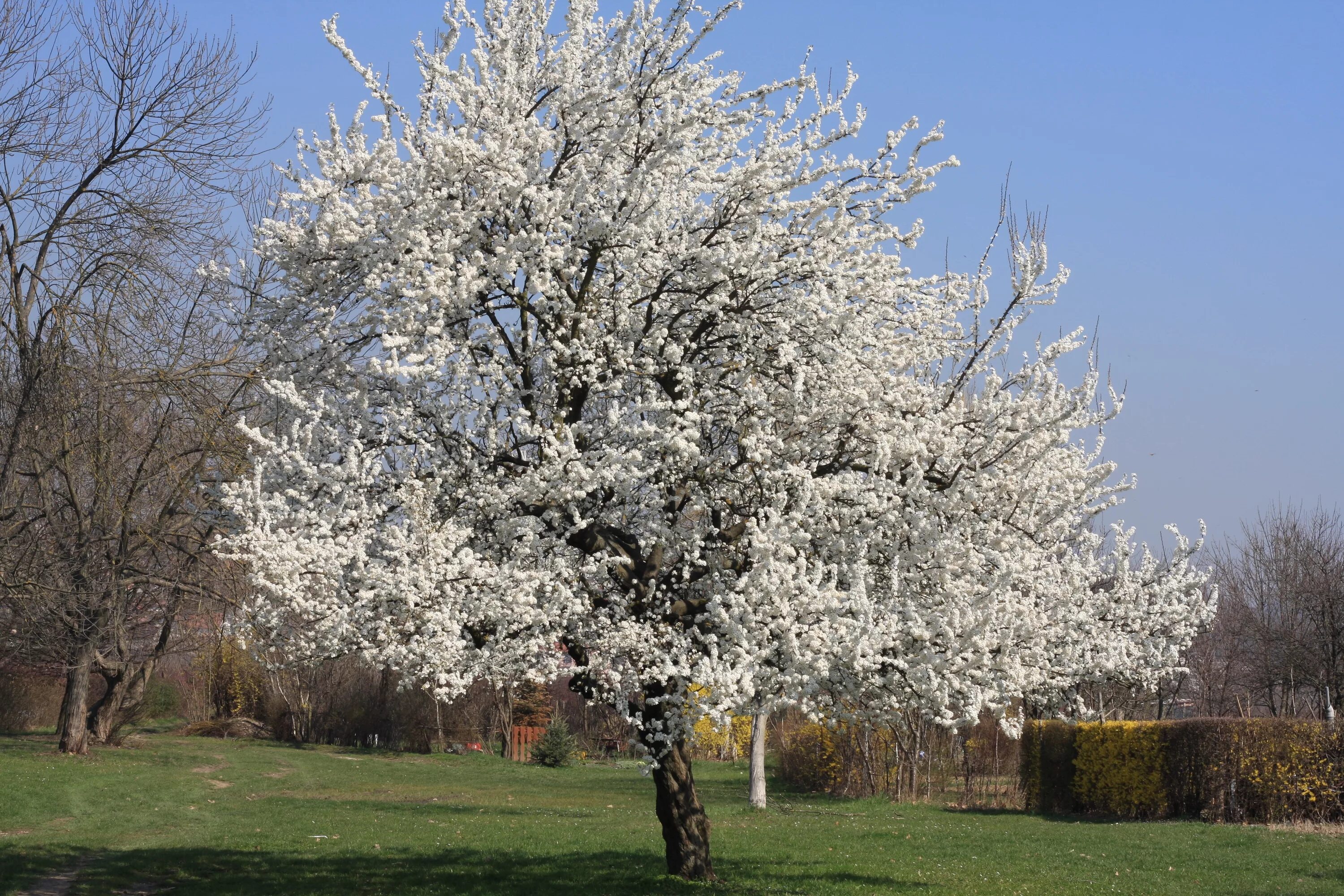 Зачем белые деревья. Вишня (Сакура) мелкопильчатая 'Shirotae'. Прунус Вайт. Prunus avium. Прунус белый.