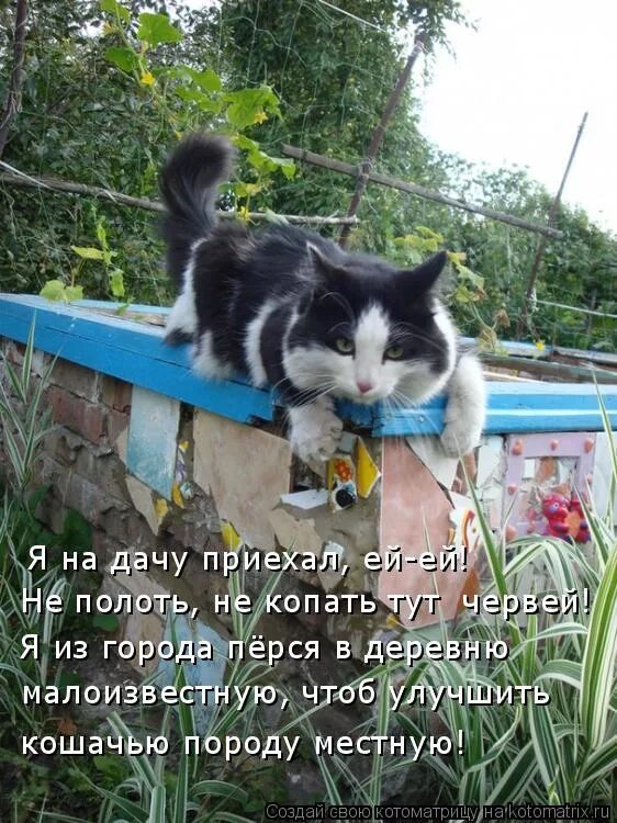 Картинки про дачу с надписями. Коты на даче. Кот на даче с надписью. Кот на даче стихи. Стихи про дачу прикольные.