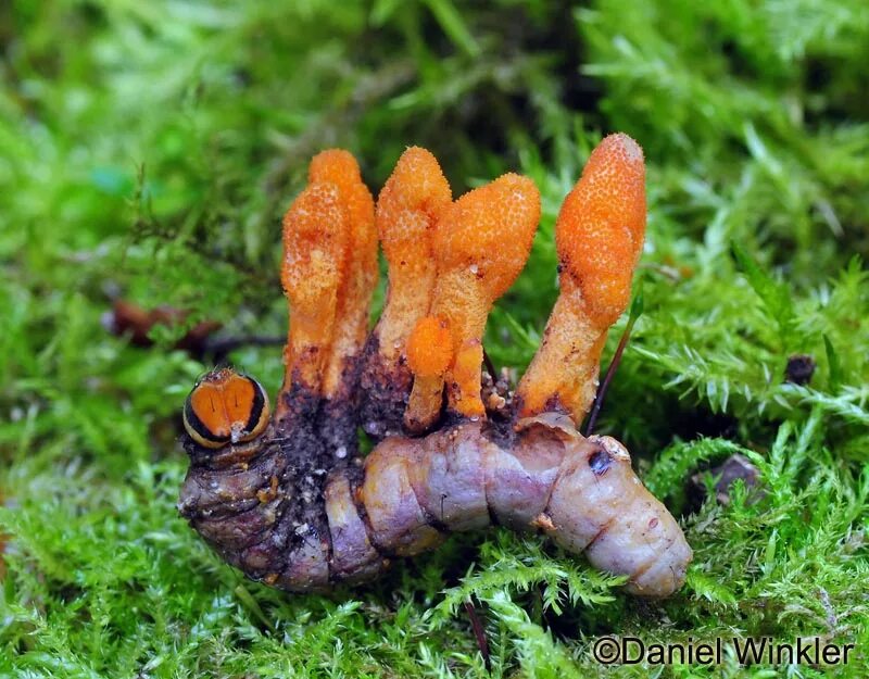 Cordyceps militaris. Nấm rơm, Đông trùng hạ thảo, Nấm nhồi