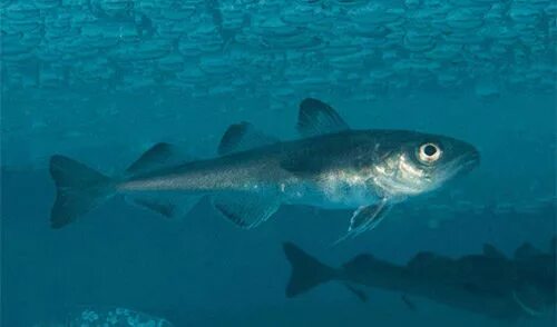 Арктическая треска. Arctic Cod.