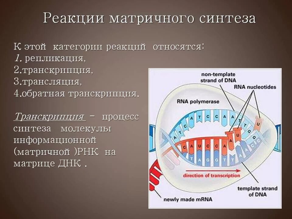 В результате реакций матричного синтеза синтезируются молекулы. Реакции матричного синтеза транскрипция. Матричный Синтез репликация. Реакции матричного синтеза репликация транскрипция трансляция. Реакции матричного синтеза процессы.