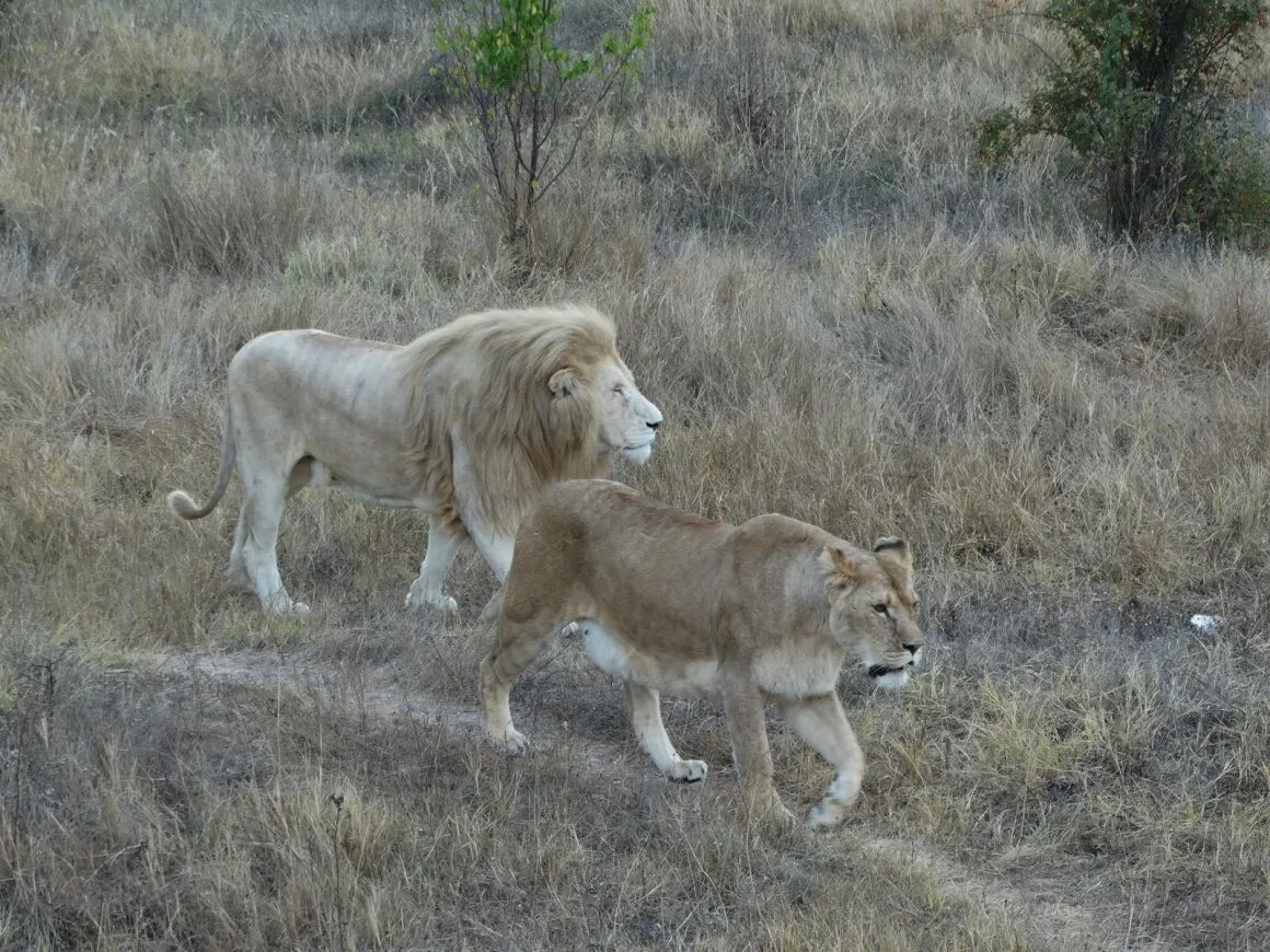Белогорск крым парк львов тайган. Тайган львята асада и шерхан и симба. Тайган львята асада и шерхан и симба. Львы в крыму тайган. Симба нала киара и муфаса.