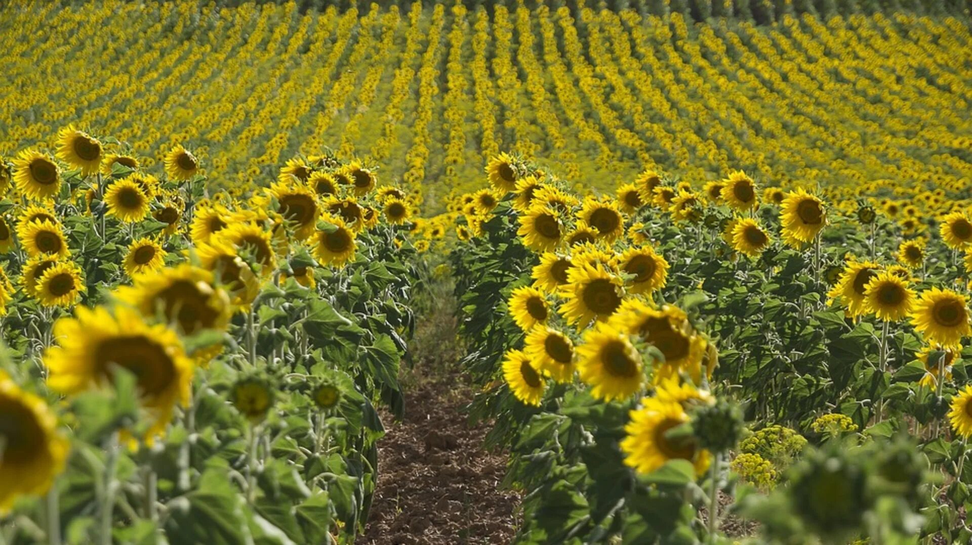 Урожайность подсолнечника в россии 2020. Поле подсолнухов на рассвете. Подсолнухи россия. Урожайность подсолнечника в ссср по годам. Подсолнечник.