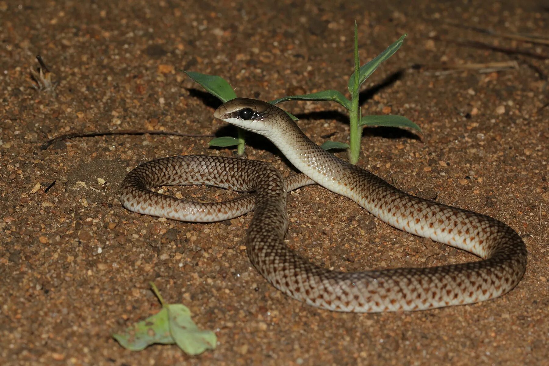 Ужеобразные змеи. Обыкновенный уж Ужеобразные. Полоз обыкновенный. Rhamphiophis Oxyrhynchus.