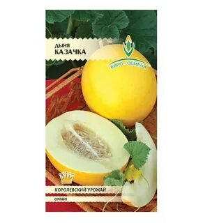 Дыня казачка