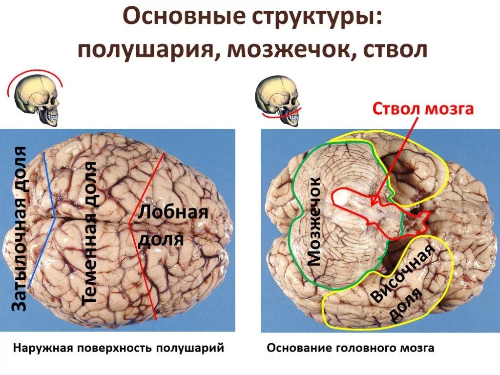 Гемисферы мозжечка изменение