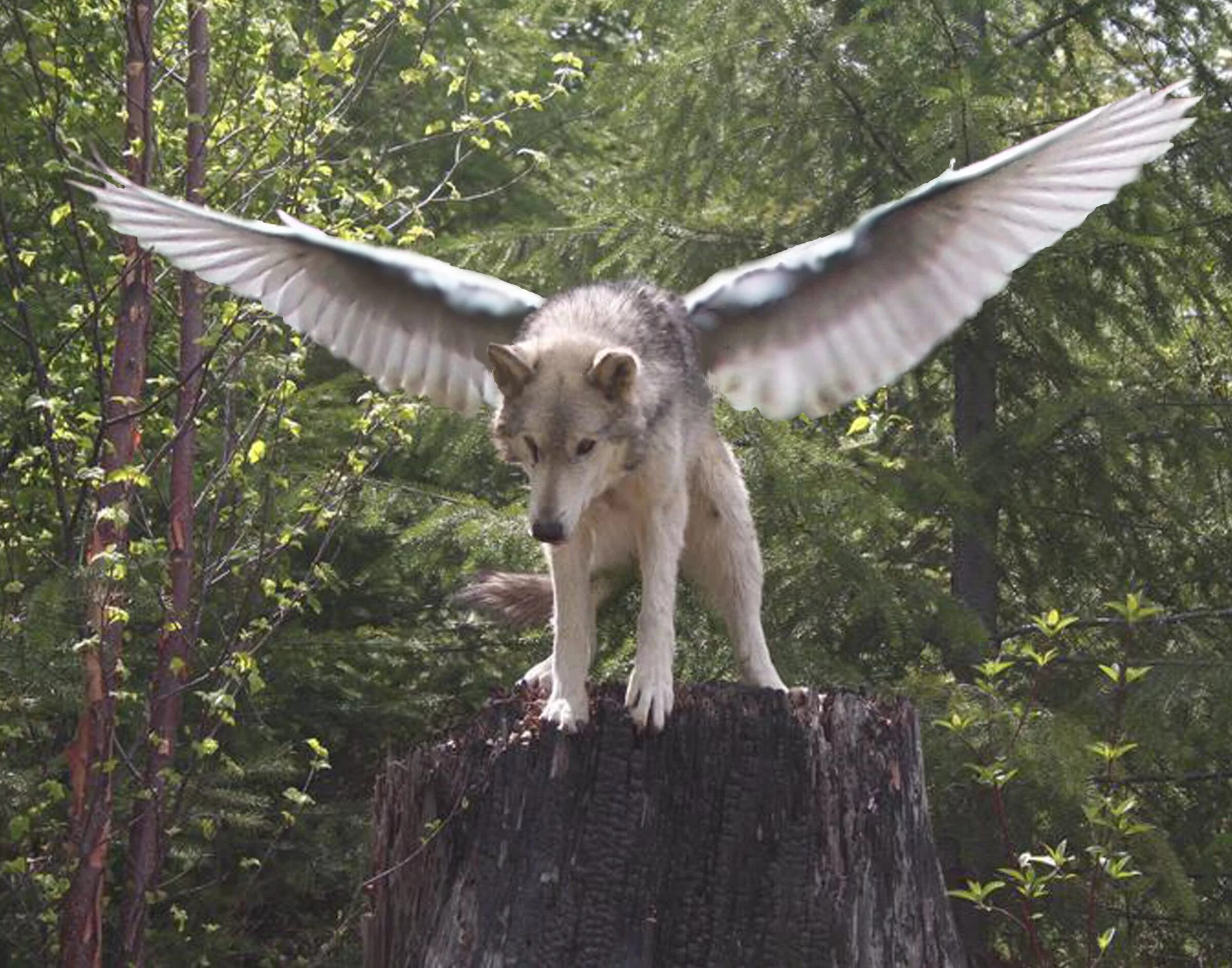 Симуран крылатый волк. Крылатый волк Семаргл. Симуран волчица. Симураны Славянская мифология.