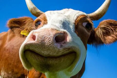 Смешная корова картинки