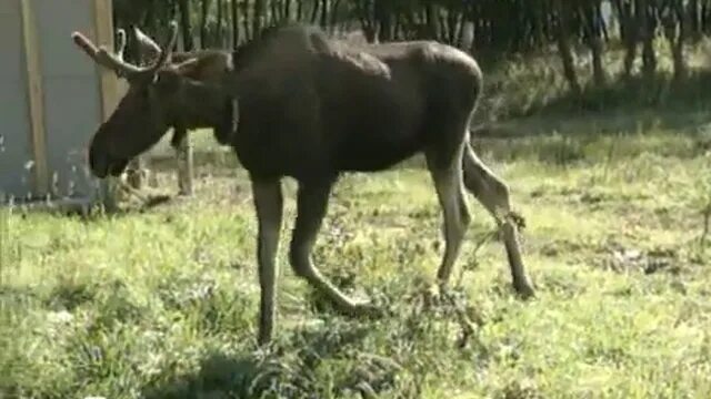 Дикий лось 10 минут. Лоси. лось лосиха лосенок. дикий лось спина.