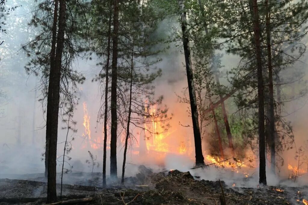 Лесные пожары в ХМАО 2022. Пожар в лесу ХМАО 2023. Пожары в ЯНАО 2023. Лесные пожары Ханты-Мансийск.
