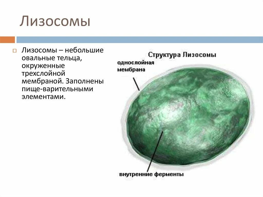 Строение лизосомы клетки. Клетка органоиды клетки лизосомы. Строение органоида лизосомы. 7 лизосомы