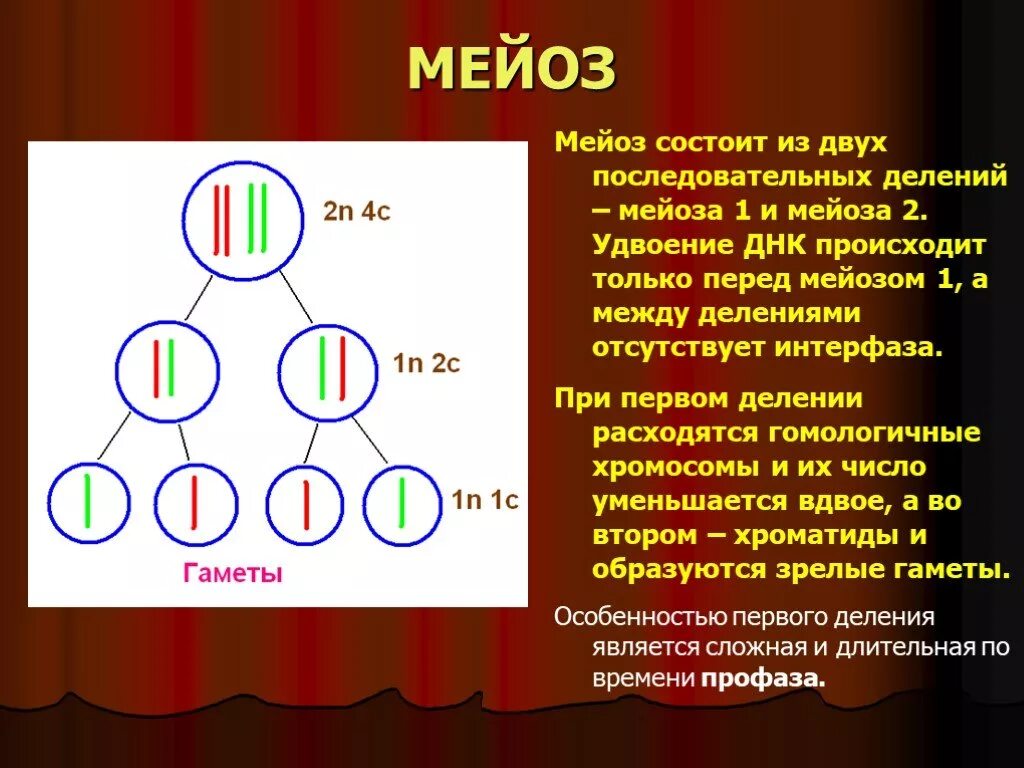 Мейоз 1 начинается. Мейоз. мецох. мейоз это в биологии. мейоз схема.