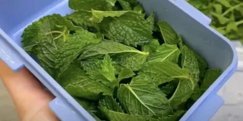 Сушить или морозить мяту