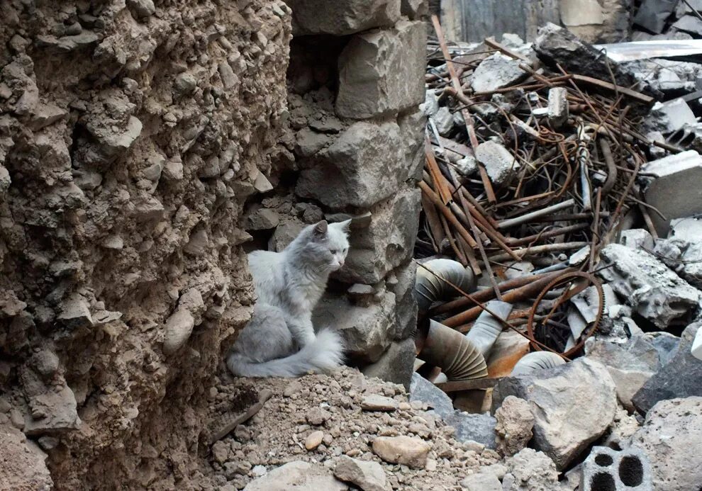 Кот разрушает дом. Катастрофа коты. Котзилла кот. Кот разрушает дом. Гигантская кошка в городе.