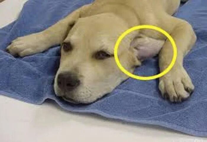 После прививки у собаки шишка на холке. Лимфоэкстравазат ретривер. Новообразования у собак.