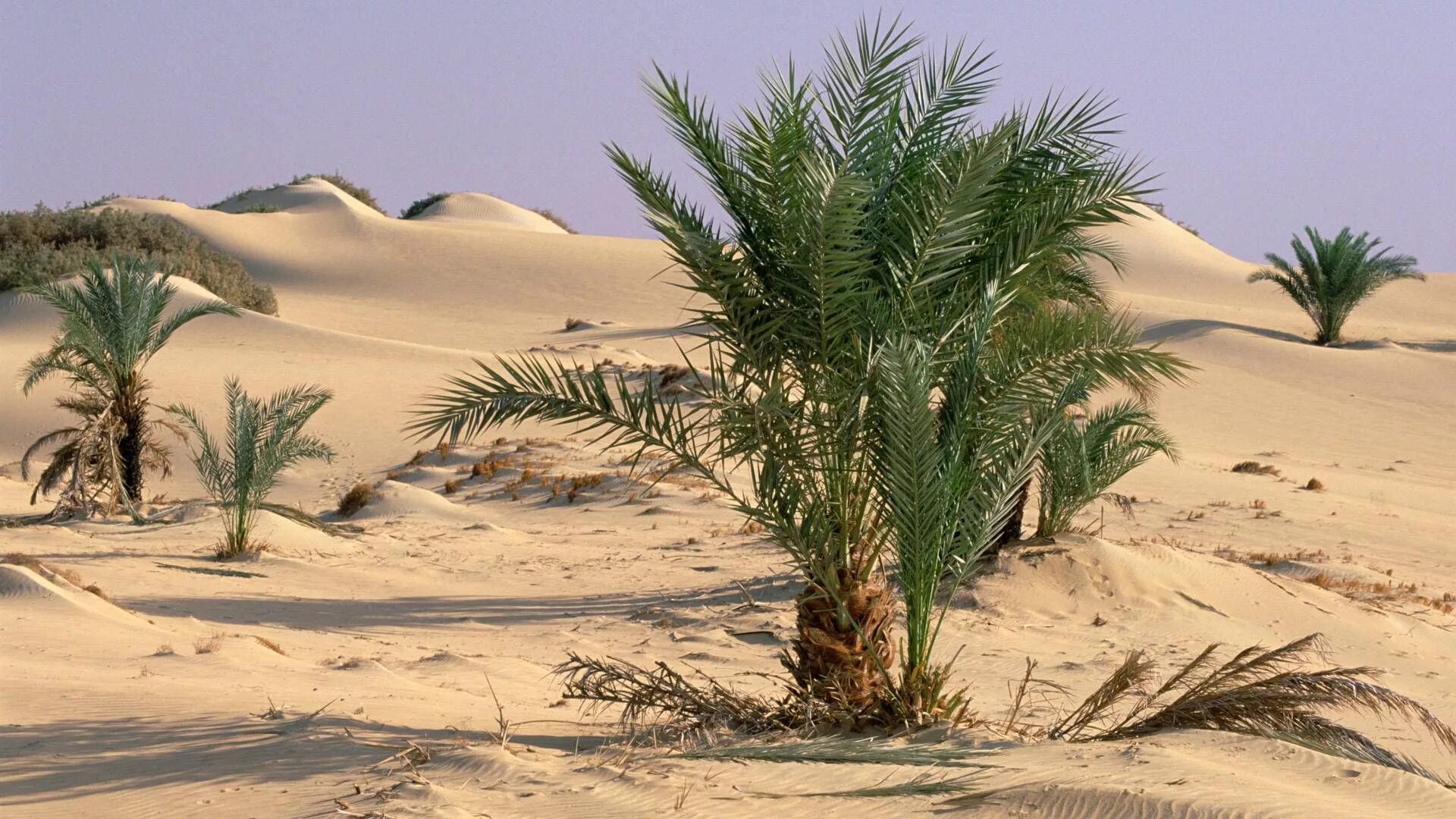 Финиковые пальмы в Египте. Финиковая Пальма пустыни. Финиковая Пальма в оазисе. Финиковая Пальма в пустыне Африки. Название оазисов
